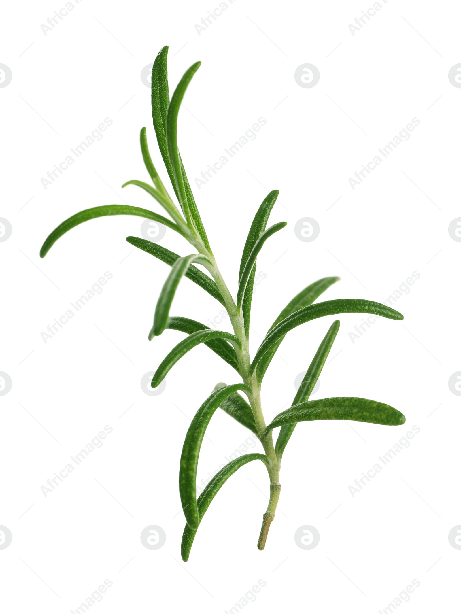 Photo of Sprig of fresh rosemary isolated on white