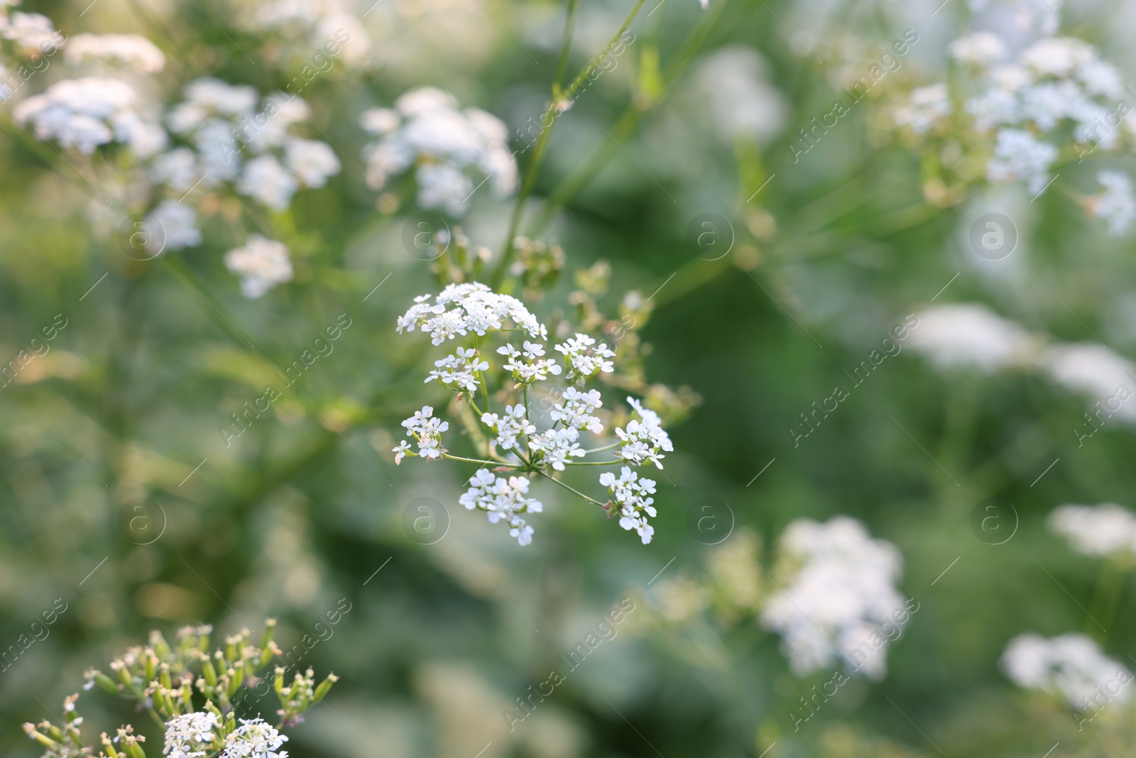 Photo of Beautiful view of bushes with wild flowers growing outdoors, closeup