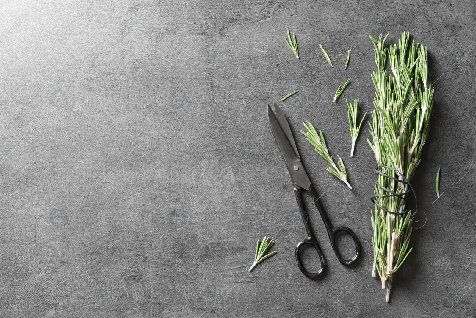 Photo of Fresh rosemary twigs and scissors on gray table, top view