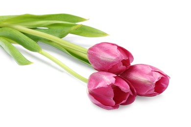 Beautiful pink tulip flowers isolated on white