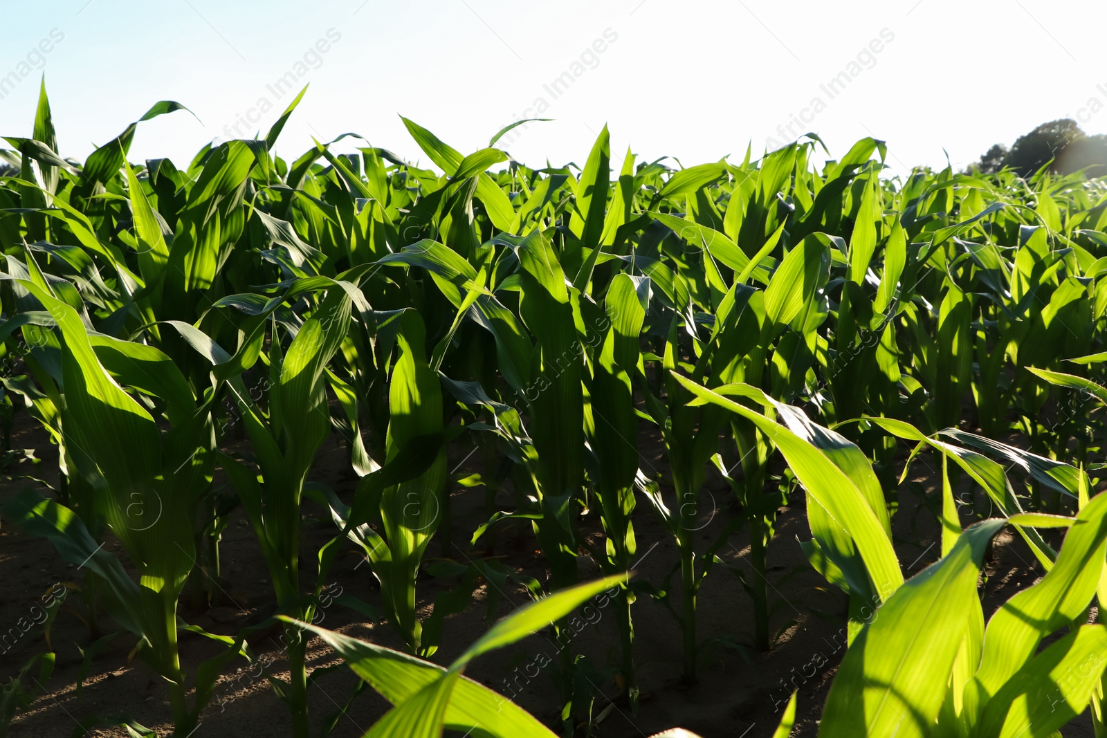 Photo of Beautiful agricultural field with green corn plants on sunny day
