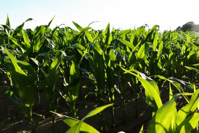 Beautiful agricultural field with green corn plants on sunny day