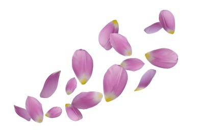 Image of Beautiful tender petals flying on white background