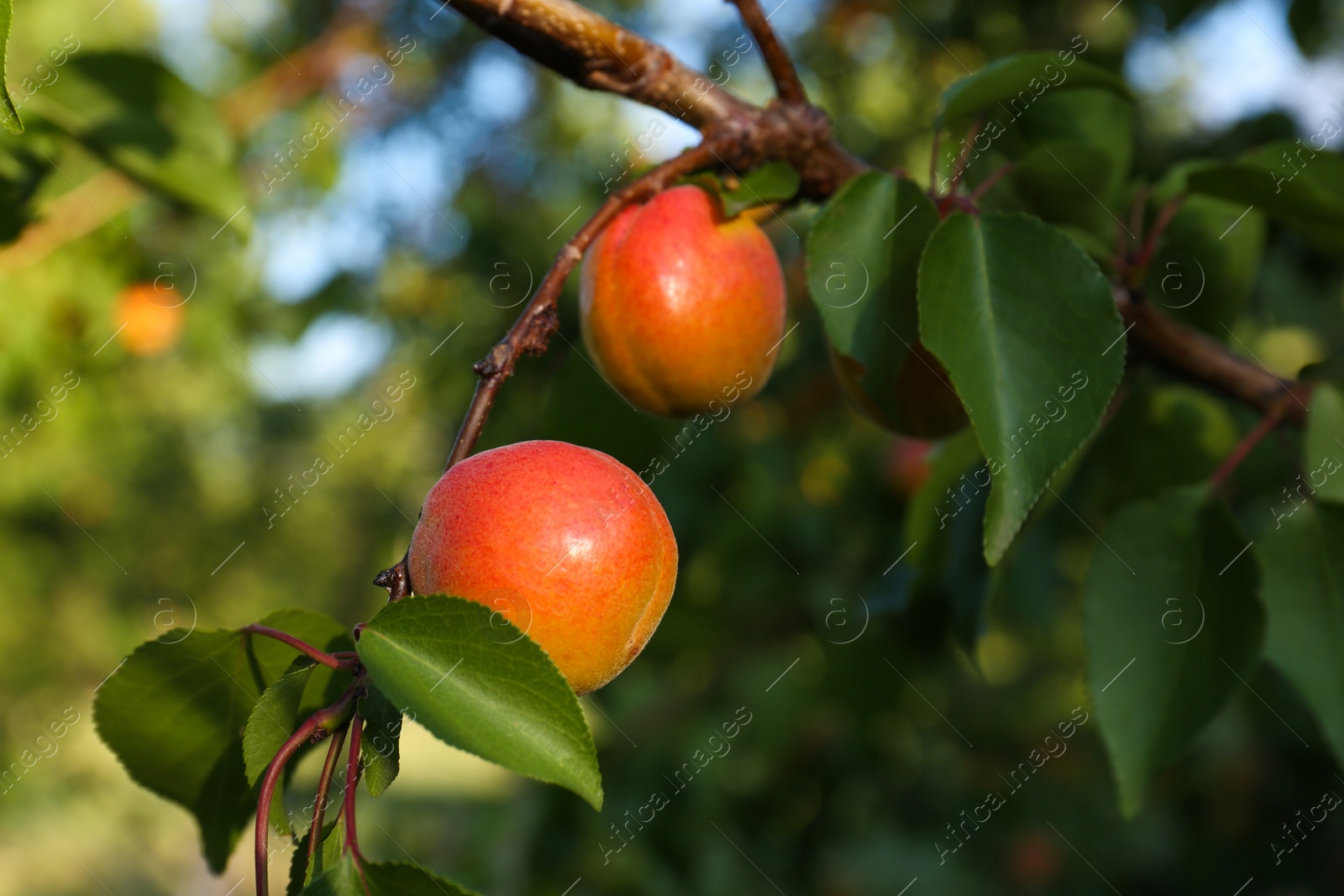 Photo of Tree branch with sweet ripe apricots outdoors, closeup view