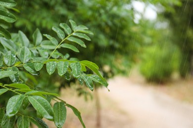 Photo of Green leaves in park during rain, closeup. Space for text