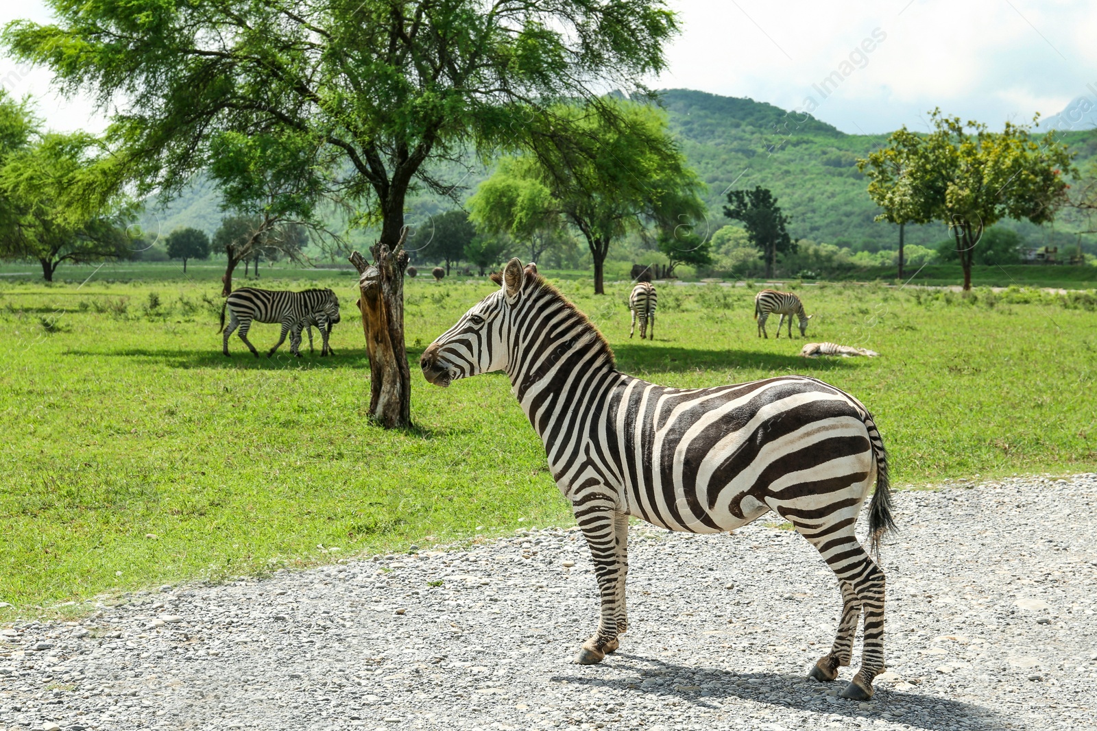 Photo of Beautiful striped African zebras in safari park