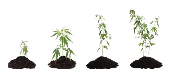 Image of Set with green hemp plants on white background. Banner design