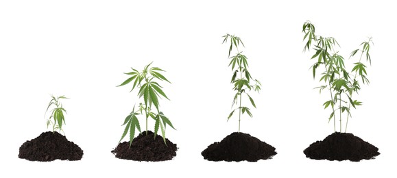 Set with green hemp plants on white background. Banner design