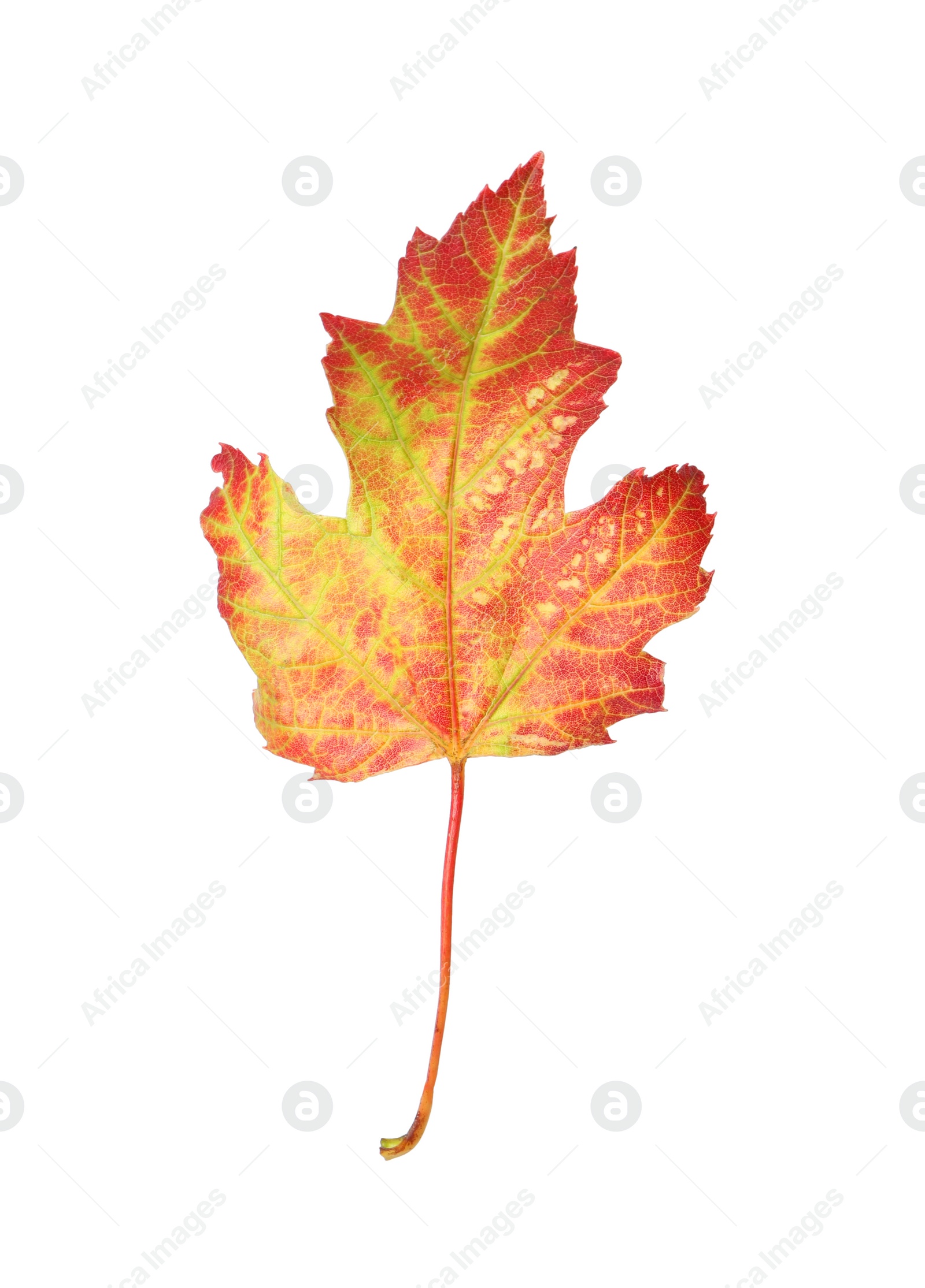 Photo of Beautiful leaf isolated on white. Autumn season