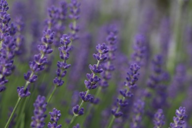 Beautiful blooming lavender plants in field, closeup