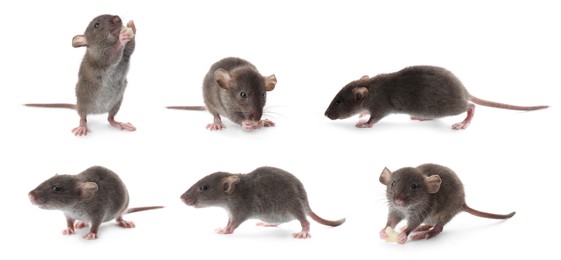 Image of Small rats on white background, collage. Pest control 