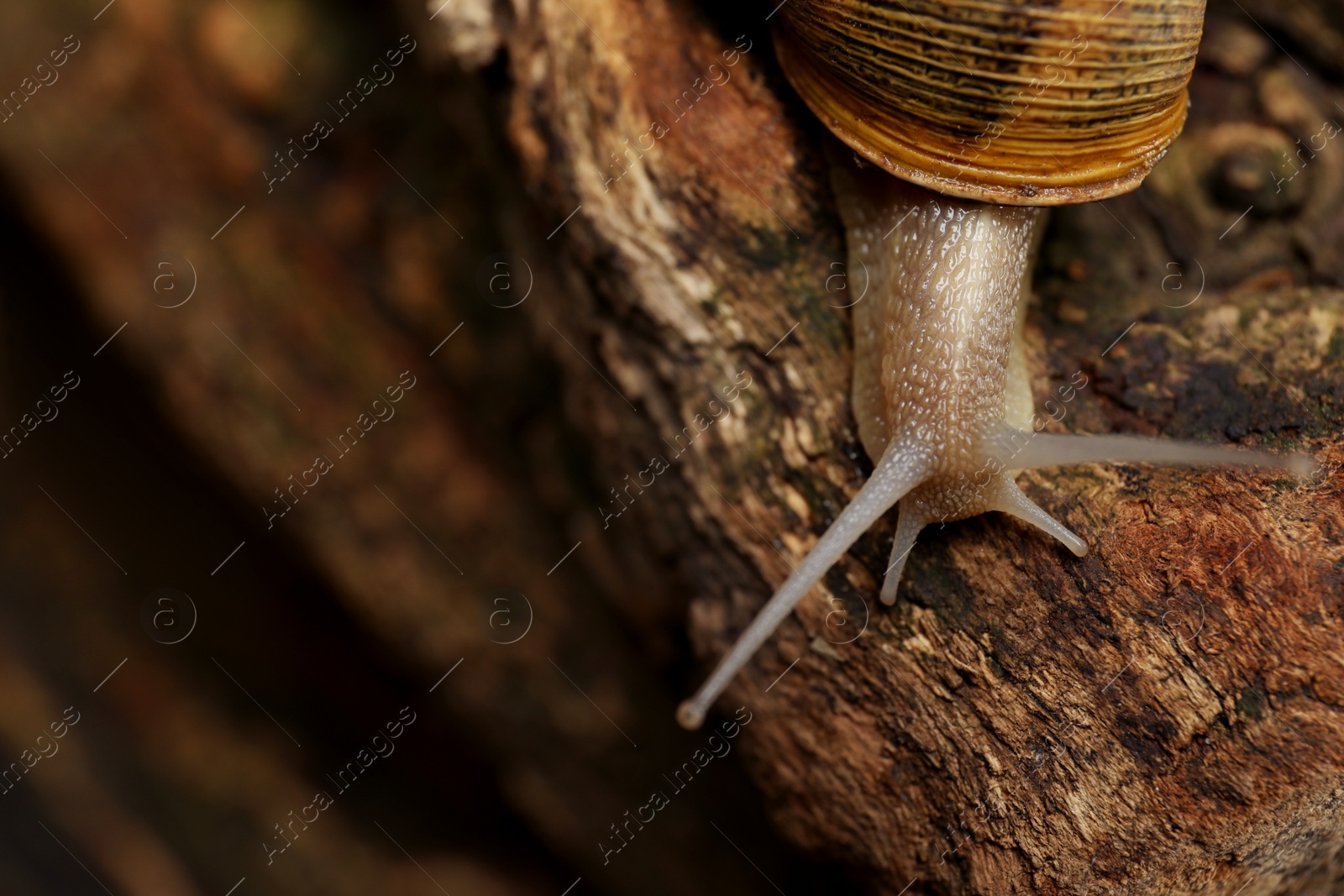 Photo of Common garden snail crawling on tree bark, closeup