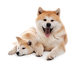 Adorable Akita Inu dog and puppy isolated on white