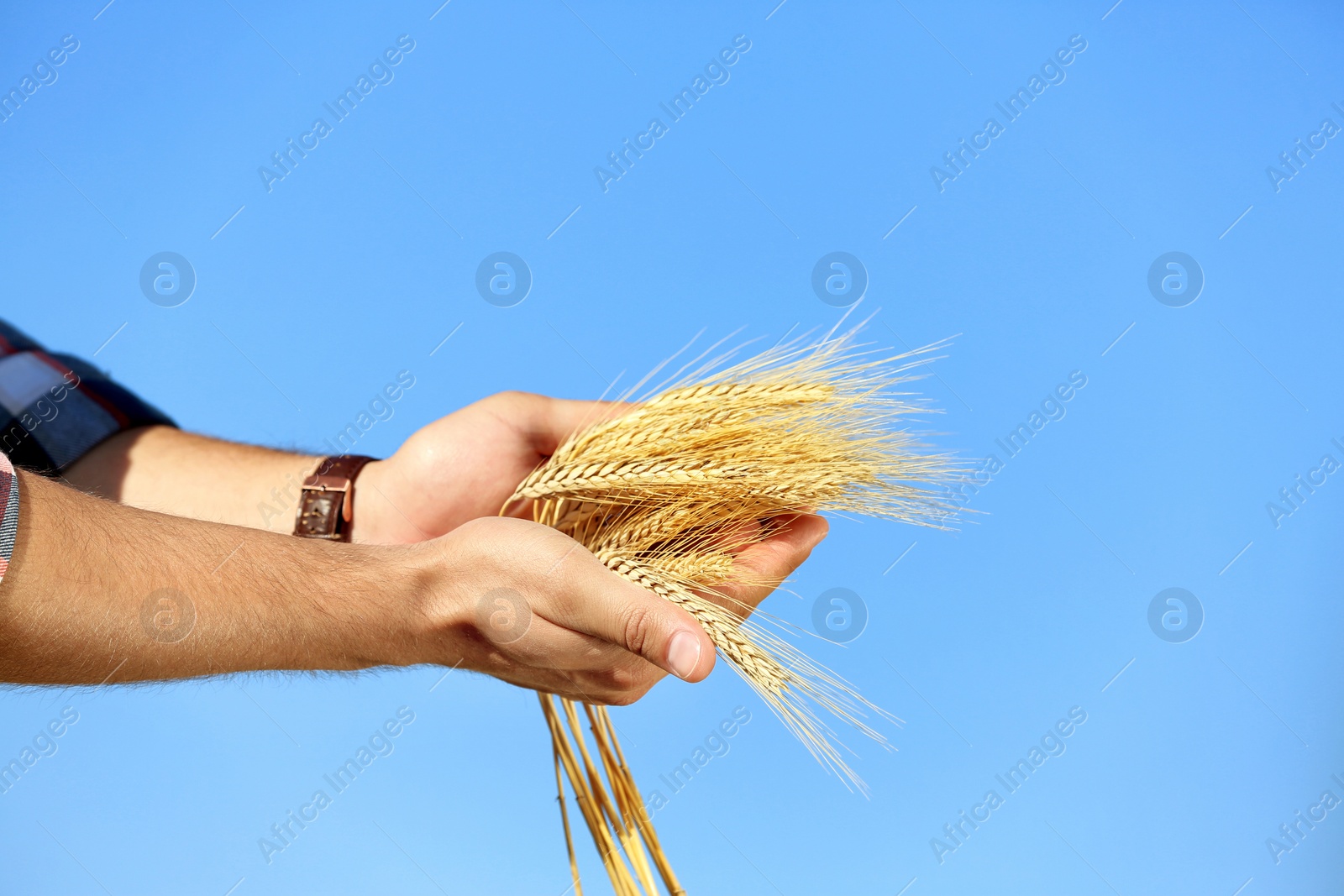 Photo of Farmer with wheat spikelets against blue sky, closeup. Cereal grain crop