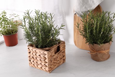 Aromatic green rosemary in pots on white table