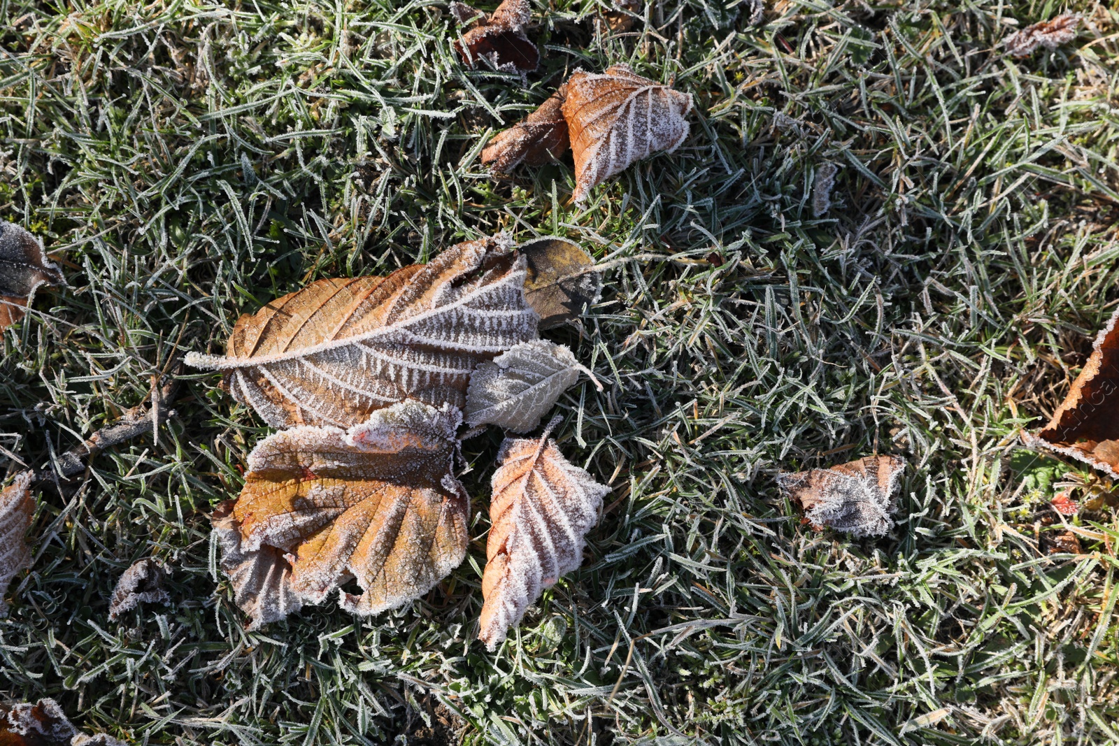 Photo of Beautiful autumn leaves on grass covered with frost outdoors, top view