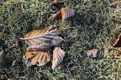 Beautiful autumn leaves on grass covered with frost outdoors, top view