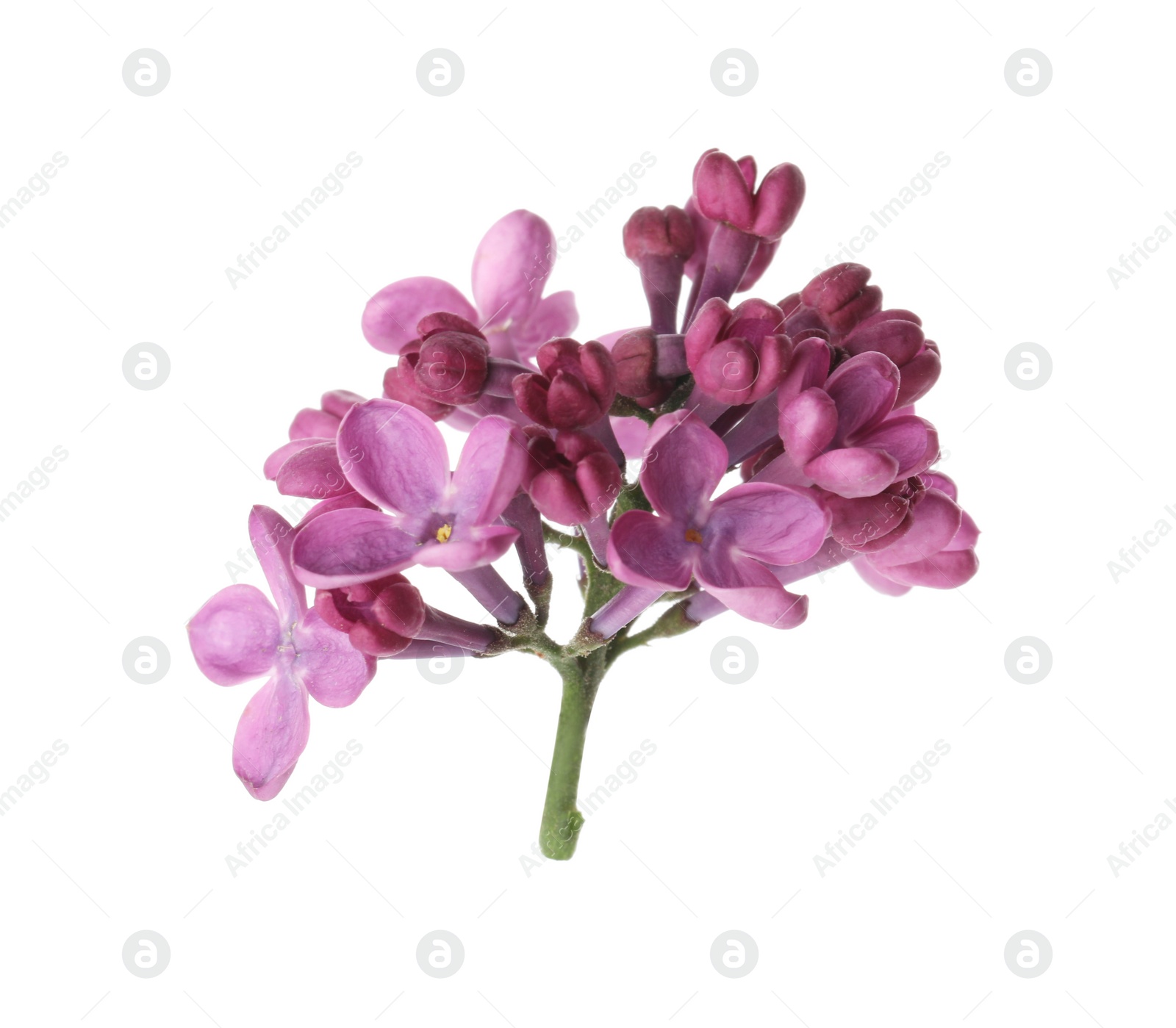 Photo of Beautiful purple lilac blossom isolated on white