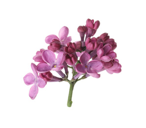 Photo of Beautiful purple lilac blossom isolated on white