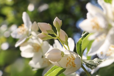 Photo of Closeup view of beautiful blooming white jasmine shrub outdoors on sunny day