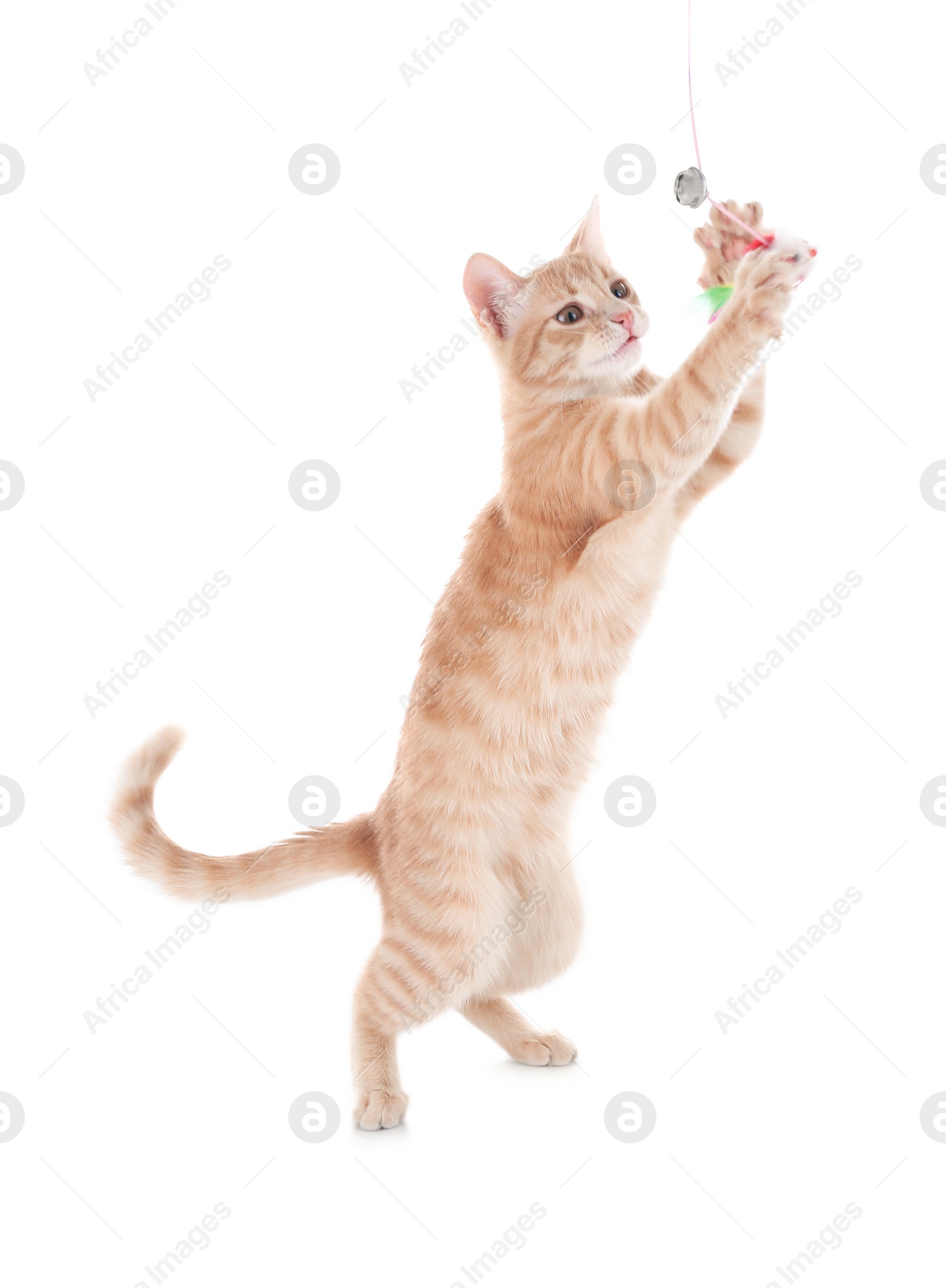 Photo of Adorable yellow tabby cat on white background