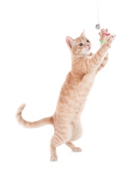 Photo of Adorable yellow tabby cat on white background