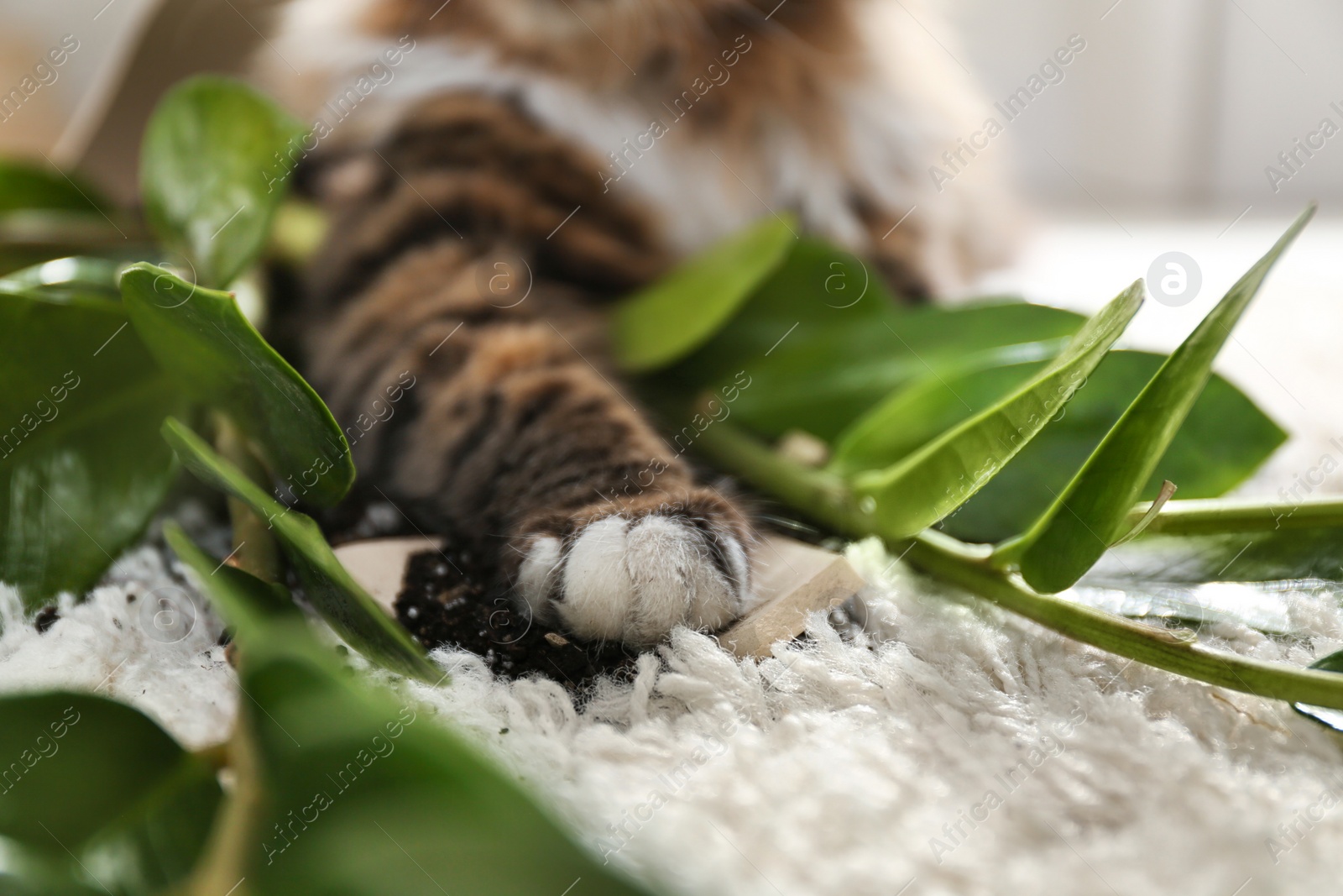 Photo of Cat near overturned houseplant on light carpet at home