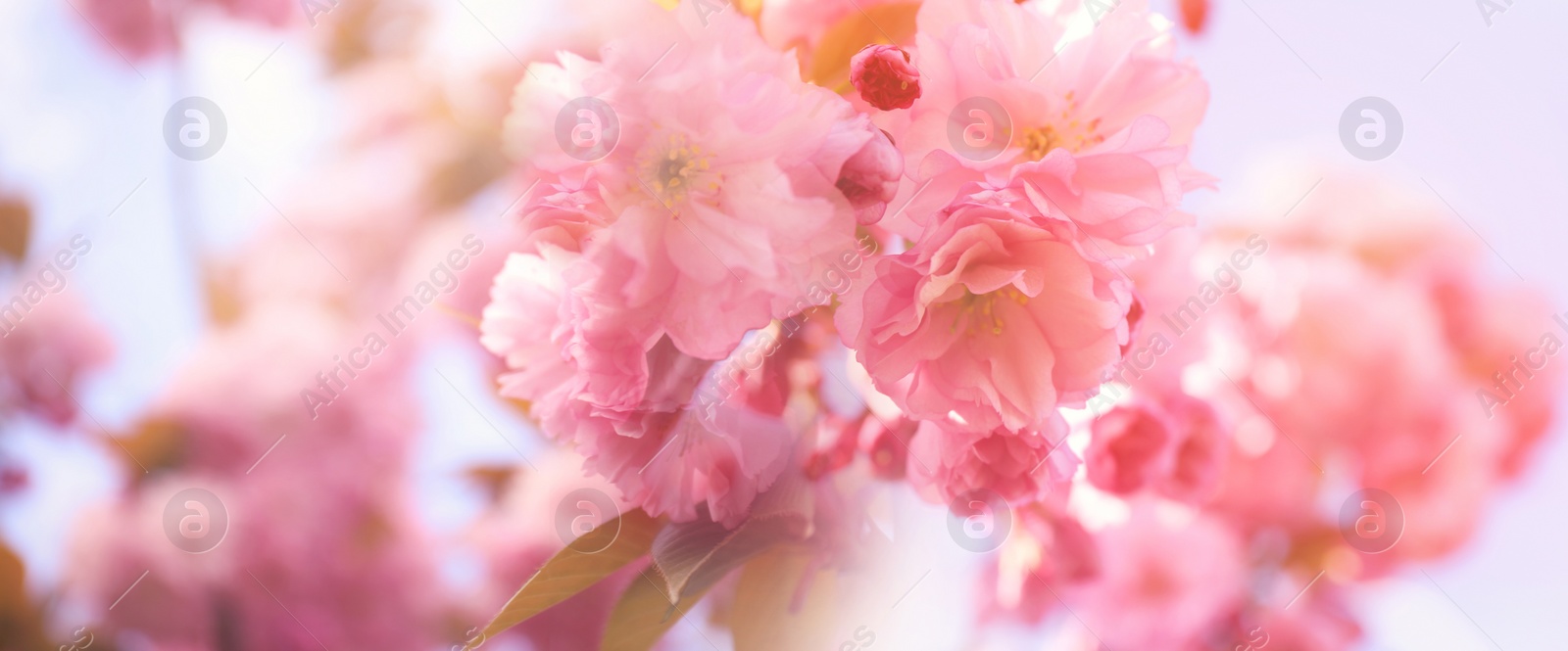 Image of Closeup view of blossoming pink sakura tree outdoors, banner design. Springtime