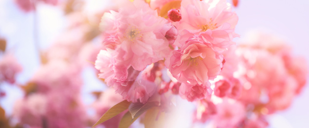 Image of Closeup view of blossoming pink sakura tree outdoors, banner design. Springtime