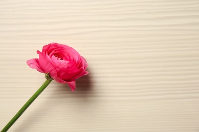 Photo of Beautiful ranunculus flower on wooden background