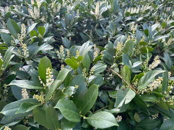 Photo of Cherry Laurel shrubs with white flowers growing outdoors