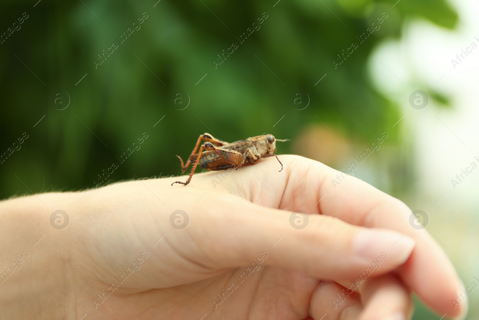 Photo of Woman with brown grasshopper outdoors, closeup view