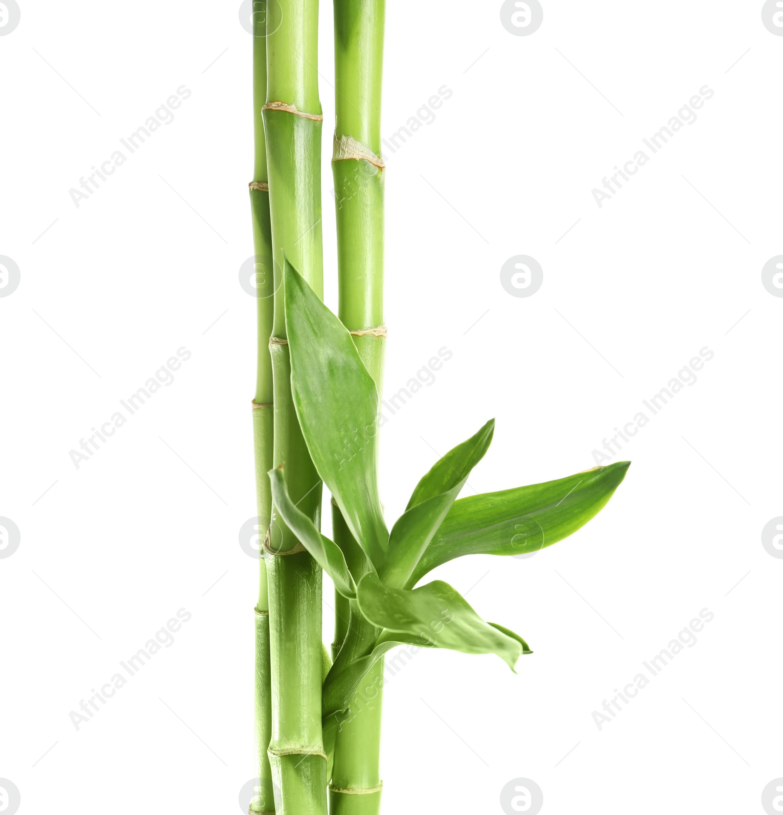 Photo of Green bamboo stems with leaves on white background