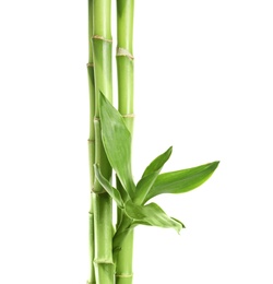 Photo of Green bamboo stems with leaves on white background