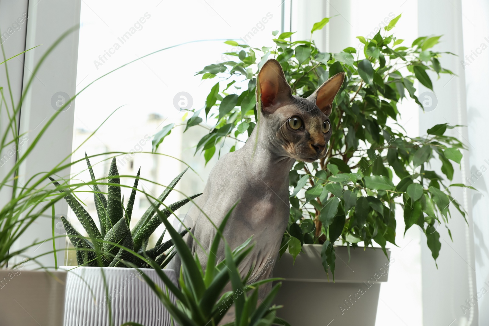 Photo of Sphynx cat on windowsill near houseplants indoors