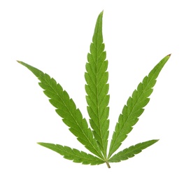 Green organic leaf of hemp on white background
