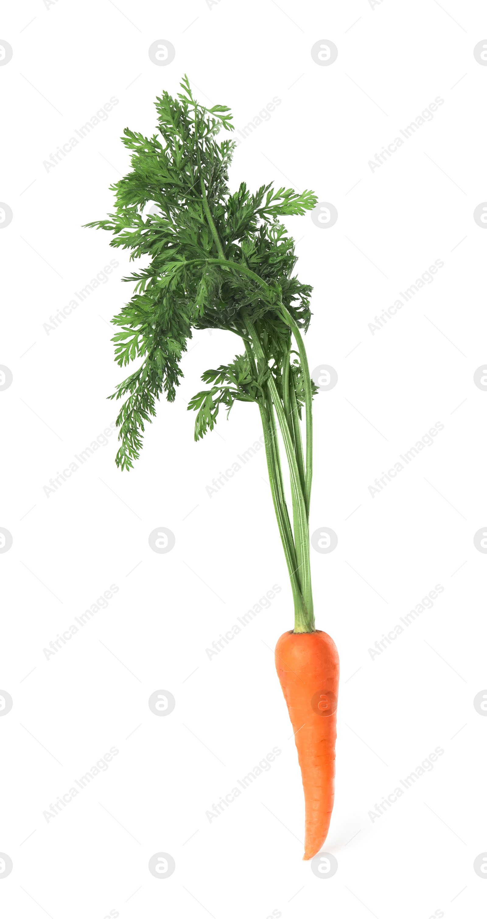 Photo of Fresh ripe juicy carrot isolated on white