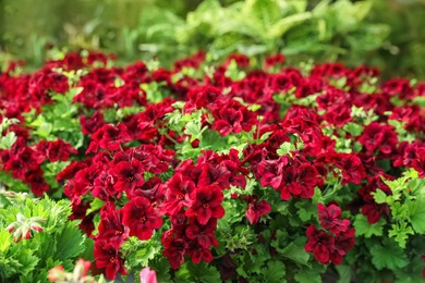 Many beautiful blooming burgundy geranium plants, closeup