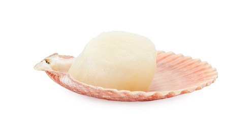 Fresh raw scallop in shell isolated on white