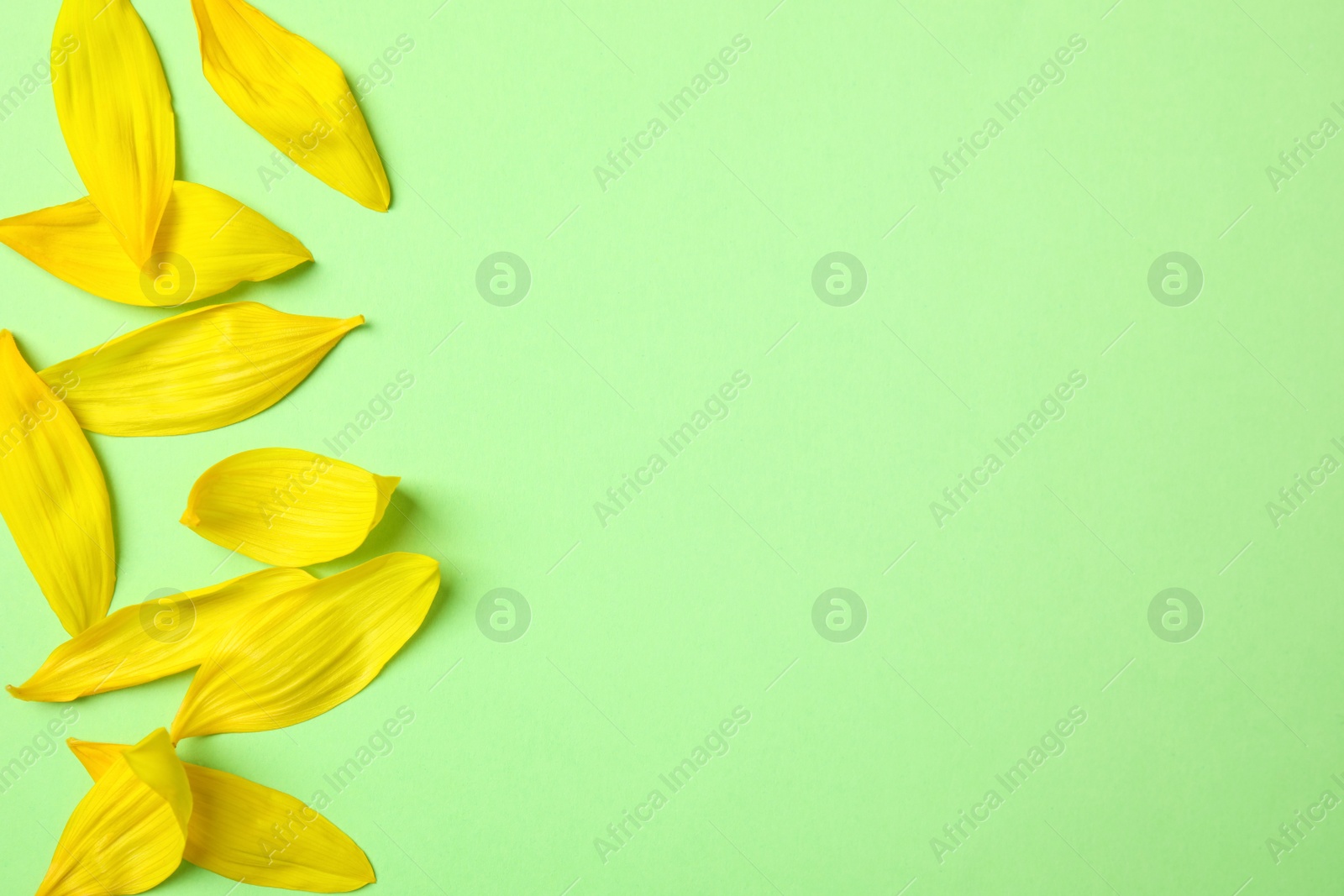 Photo of Fresh yellow sunflower petals on green background, flat lay. Space for text