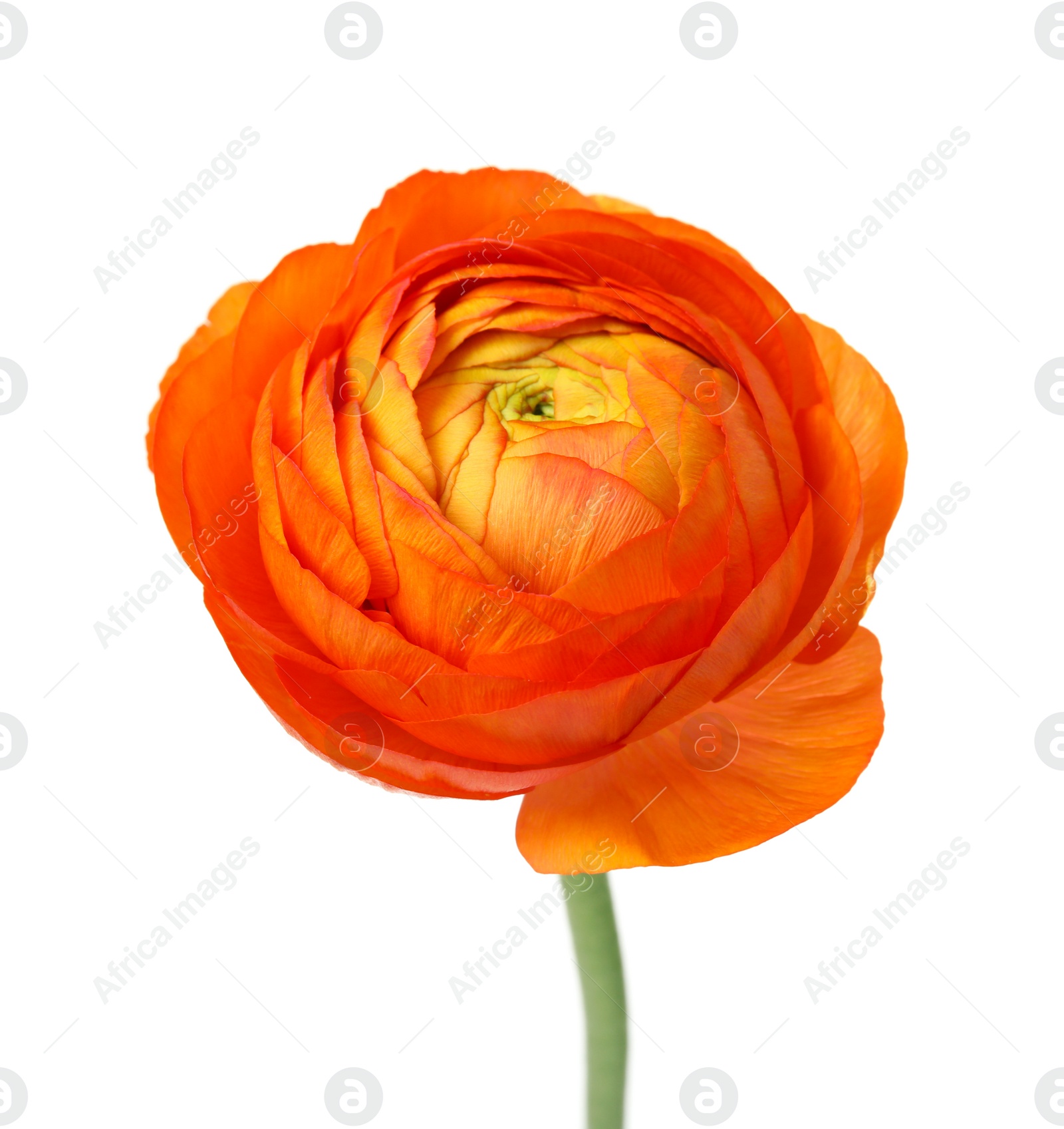 Photo of Beautiful spring ranunculus flower isolated on white