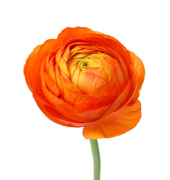 Beautiful spring ranunculus flower isolated on white