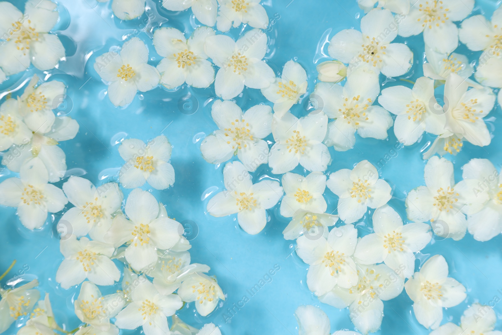 Photo of Beautiful jasmine flowers in water on light blue background, top view