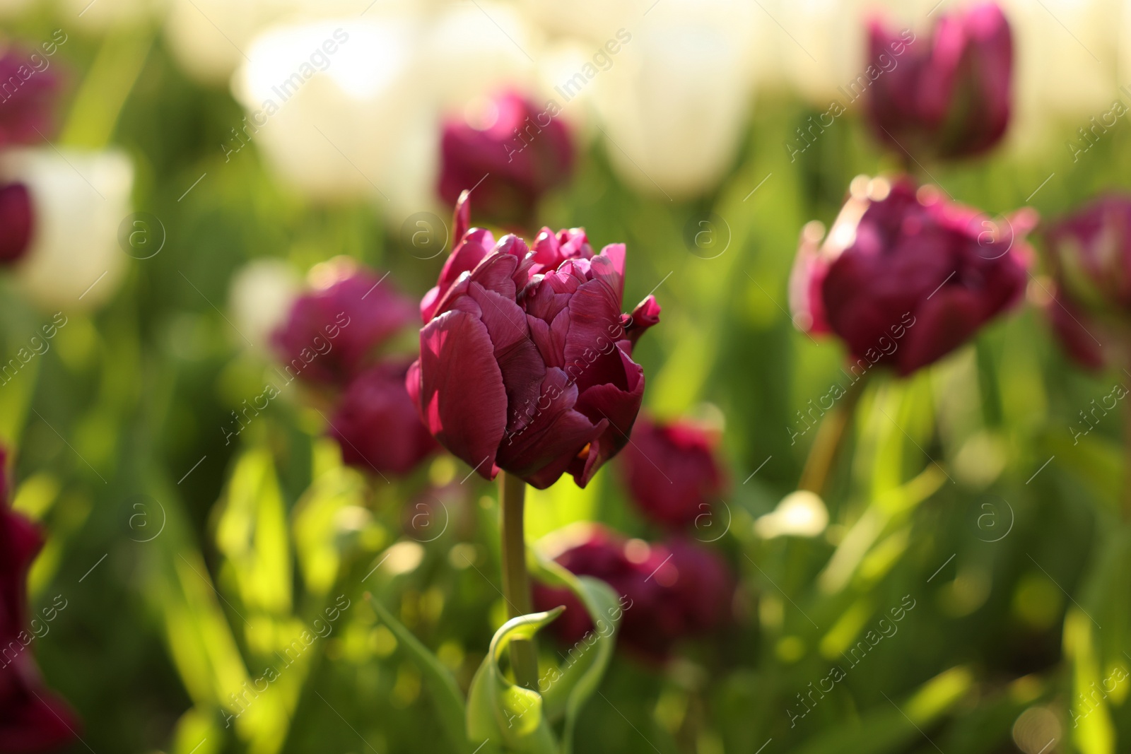 Photo of Beautiful colorful tulip growing in flower bed, closeup