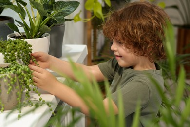 Photo of Cute little boy taking care of beautiful green plant at home. House decor