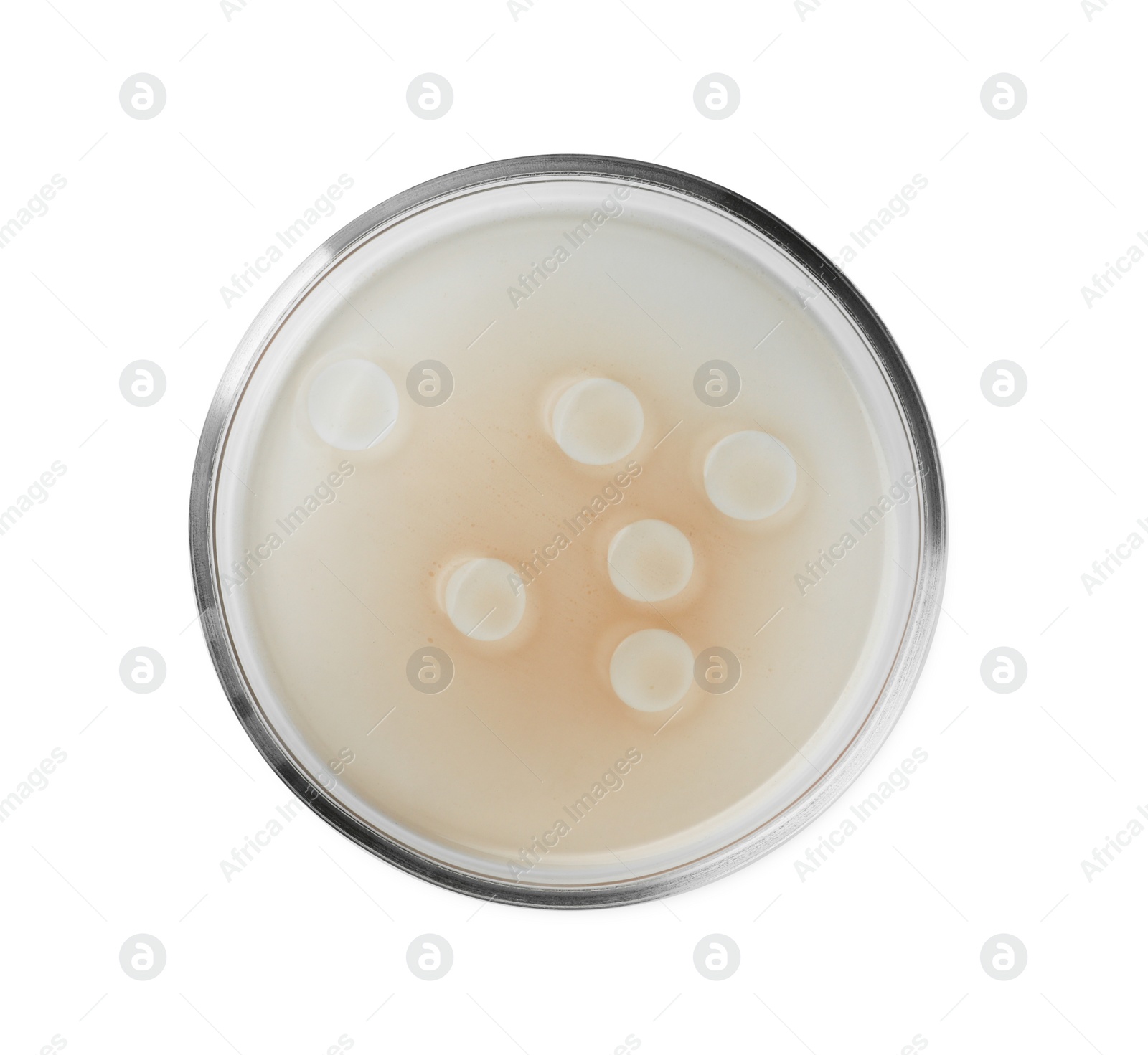 Photo of Petri dish with beige liquid isolated on white, top view