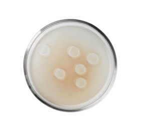 Petri dish with beige liquid isolated on white, top view