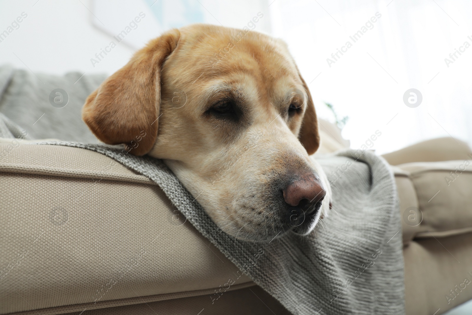 Photo of Yellow labrador retriever on cozy sofa indoors