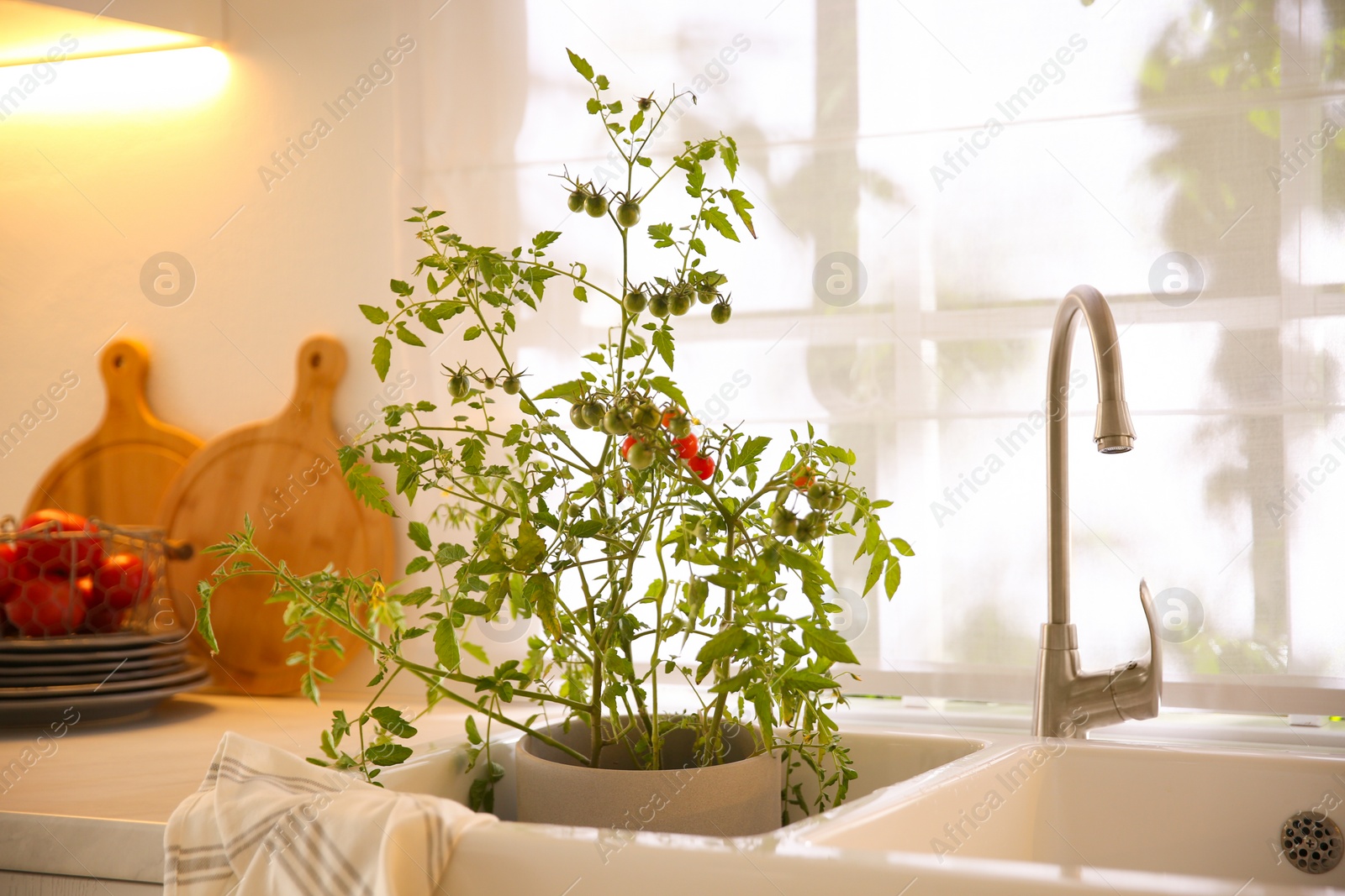 Photo of Potted tomato bush with ripening fruits in kitchen sink