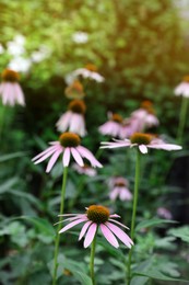 Photo of Beautiful pink Echinacea flowers growing on blurred background